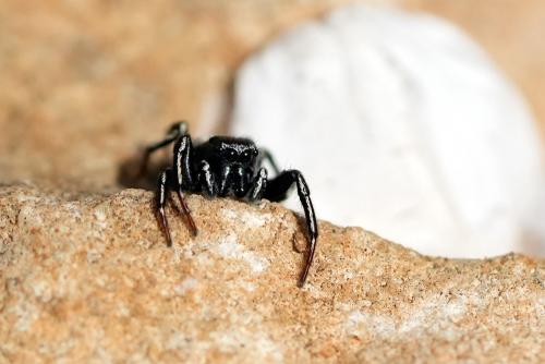 Réf. 320 532 : Heliophanus lineiventris